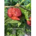 Carolina Reaper Purple Pepper Seeds Carolina Reaper Purple Pepper Seeds