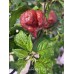Carolina Reaper Purple Pepper Seeds Carolina Reaper Purple Pepper Seeds