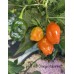 APS Hot Orange Habanero Pepper Seeds APS Hot Orange Habanero Pepper Seeds