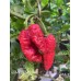BBMx SRM3 Red Pepper Seeds