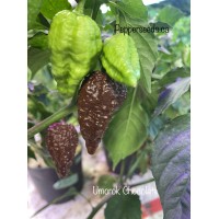 Umorok Chocolate Pepper Seeds 