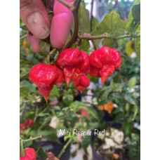 Carolina Reaper Mini Red Pepper Seeds
