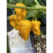 Nagabrains x Jigsaw Yellow Pepper Seeds