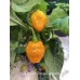 APS Hot Orange Habanero Pepper Seeds APS Hot Orange Habanero Pepper Seeds