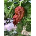 BBMx SRM3 Chocolate Pepper Seeds 