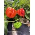 Habanero Hawaii Beach Pepper Seeds Habanero Hawaii Beach Pepper Seeds