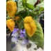 Nagabrains x Jigsaw Yellow Pepper Seeds