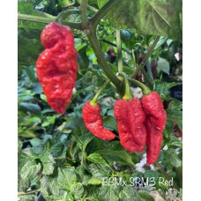 BBMx SRM3 Red Pepper Seeds
