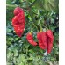 BBMx SRM3 Red Pepper Seeds
