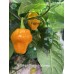 APS Hot Orange Habanero Pepper Seeds APS Hot Orange Habanero Pepper Seeds