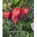 Carolina Reaper Purple Pepper Seeds Carolina Reaper Purple Pepper Seeds