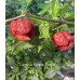 Carolina Reaper Purple Pepper Seeds Carolina Reaper Purple Pepper Seeds