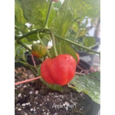 Apple Crisp Pepper Seeds 