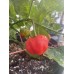 Apple Crisp Pepper Seeds Apple Crisp Pepper Seeds