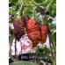 BBMx SRM3 Chocolate Pepper Seeds 