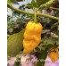 Nagabrains x Jigsaw Yellow Pepper Seeds