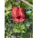 Carolina Reaper Purple Pepper Seeds Carolina Reaper Purple Pepper Seeds