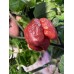 Carolina Reaper Purple Pepper Seeds Carolina Reaper Purple Pepper Seeds