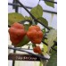 7-Pot JPN Orange Pepper Seeds 