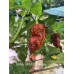 BBMx SRM3 Chocolate Pepper Seeds 