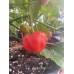 Apple Crisp Pepper Seeds Apple Crisp Pepper Seeds