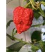 Hurt Berry Pepper Seeds Hurt Berry Pepper Seeds