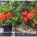 Habanero Hawaii Beach Pepper Seeds Habanero Hawaii Beach Pepper Seeds
