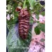 BBMx SRM3 Chocolate Pepper Seeds 