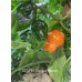 APS Hot Orange Habanero Pepper Seeds APS Hot Orange Habanero Pepper Seeds