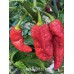 BBMx SRM3 Red Pepper Seeds