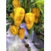 Nagabrains x Jigsaw Yellow Pepper Seeds