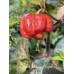 Carolina Reaper Purple Pepper Seeds Carolina Reaper Purple Pepper Seeds