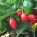 Bulo-Bulo Pepper Seeds Bulo-Bulo Pepper Seeds