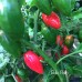 Bulo-Bulo Pepper Seeds Bulo-Bulo Pepper Seeds