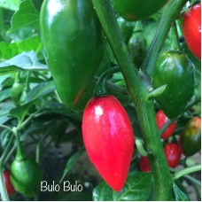 Bulo-Bulo Pepper Seeds