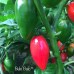 Bulo-Bulo Pepper Seeds Bulo-Bulo Pepper Seeds