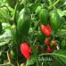 Bulo-Bulo Pepper Seeds Bulo-Bulo Pepper Seeds