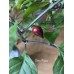 Bico Roxa Pepper Seeds