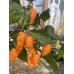 Jigsaw Peach Pepper Seeds Jigsaw Peach Pepper Seeds