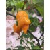 Orange Tiger Taj Mahal Pepper Seeds Orange Tiger Taj Mahal Pepper Seeds