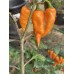 Jigsaw Peach Pepper Seeds Jigsaw Peach Pepper Seeds