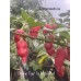 Orange Tiger Taj Mahal Red Pepper Seeds