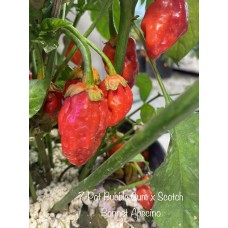 7-Pot Bubble Gum x Scotch Bonnet Apecino Pepper Seeds 