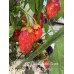 7-Pot Bubble Gum x Scotch Bonnet Apecino Pepper Seeds 