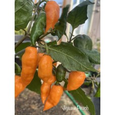 Jigsaw Peach Pepper Seeds Jigsaw Peach Pepper Seeds