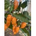 Jigsaw Peach Pepper Seeds Jigsaw Peach Pepper Seeds