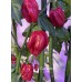 Aji Cachuchon Pepper Seeds Aji Cachuchon Pepper Seeds