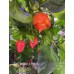Red Savina x Fatalii Pepper Seeds 