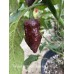 Trinidad Scorpion Chocolate long Tail Pepper Seeds 