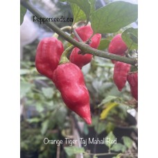 Orange Tiger Taj Mahal Red Pepper Seeds
